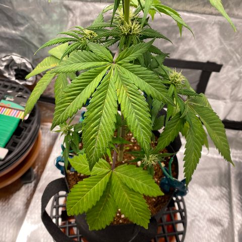 Blue Dream Auto growlog photo: Noticing some phosphorus issues. Looks like she’ll be fine, though. ✨