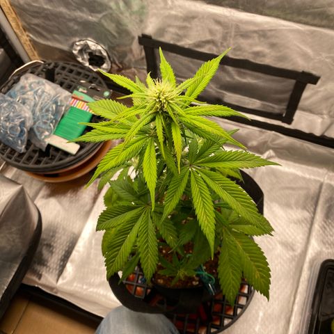 Blue Dream Auto growlog photo: Noticing some phosphorus issues. Looks like she’ll be fine, though. ✨