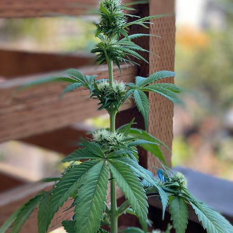 Blue Dream Auto growlog photo: ✨🤩✨