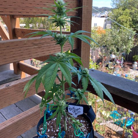 Blue Dream Auto growlog photo: ✨🤩✨