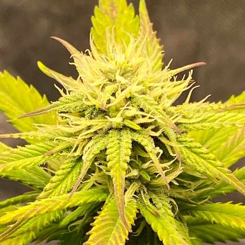 Blue Dream Auto growlog photo: Starting to frost up a bit! Leaves still show signs of nutrient +/-, or is it light burn?
