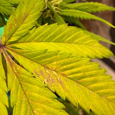 Blue Dream Auto growlog photo: What does this indicate? Phosphorus, Potassium?