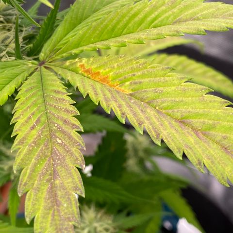 Blue Dream Auto growlog photo: What does this indicate? Phosphorus, Potassium?