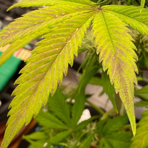 Blue Dream Auto growlog photo: What does this indicate? Phosphorus, Potassium?
