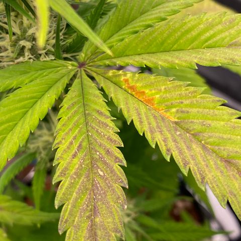 Blue Dream Auto growlog photo: What does this indicate? Phosphorus, Potassium?