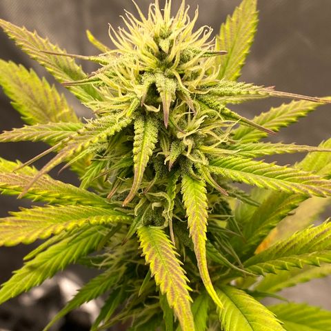 Blue Dream Auto growlog photo: Buds are looking good!
