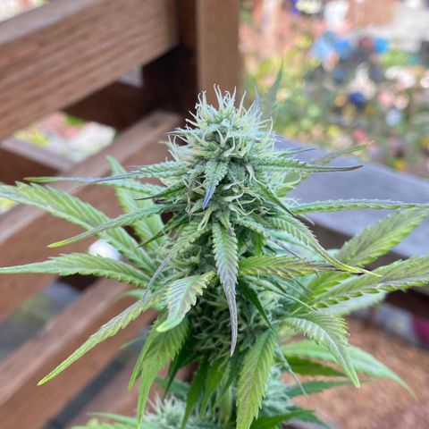 Blue Dream Auto growlog photo: Close to harvest! ✨🙏🏻✌️