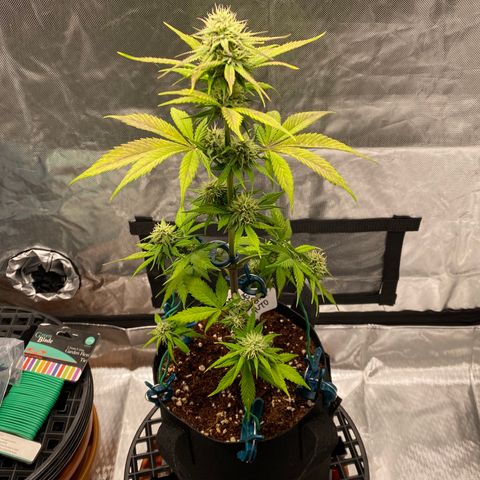 Blue Dream Auto growlog photo: Close to harvest! ✨🙏🏻✌️