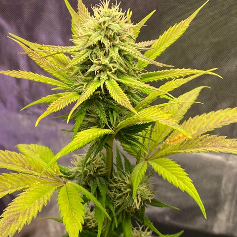 Blue Dream Auto growlog photo: Sweet Leaf!