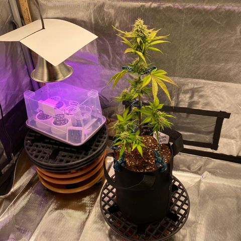 Blue Dream Auto growlog photo: Company!