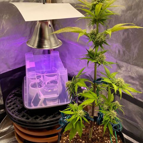 Blue Dream Auto growlog photo: Company!