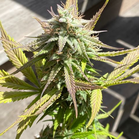 Blue Dream Auto growlog photo: Closer to harvest! ✨
