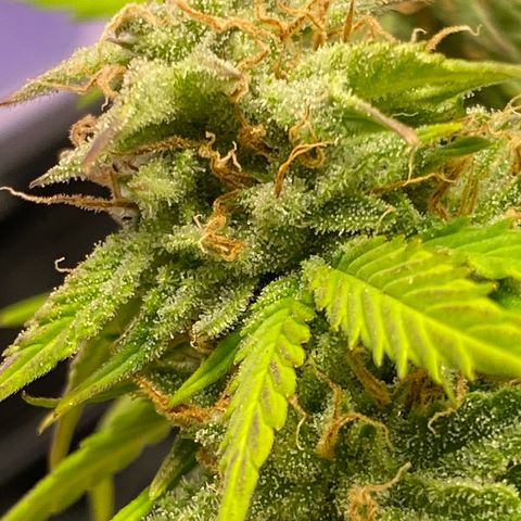 Blue Dream Auto growlog timeline photo