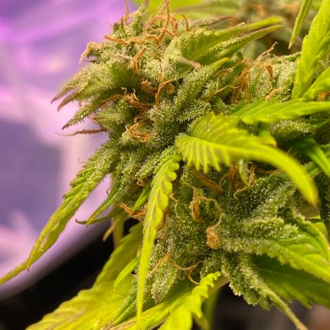 Blue Dream Auto growlog photo: Trichrome check. No amber yet.