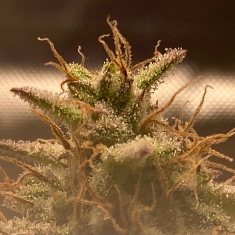 Blue Dream Auto growlog photo: Trichrome check. No amber yet.