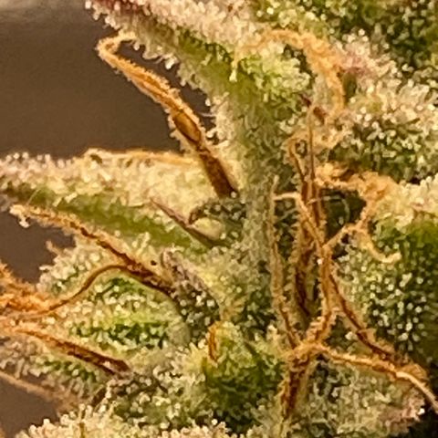 Blue Dream Auto growlog photo: Trichrome check. No amber yet.
