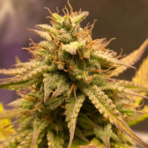 Blue Dream Auto growlog photo: Trichrome check. No amber yet.