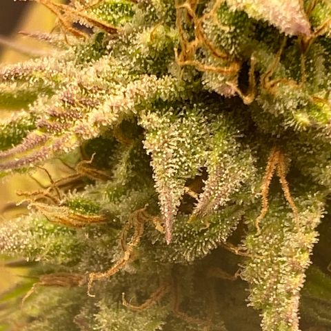 Blue Dream Auto growlog photo: Trichrome check. No amber yet.