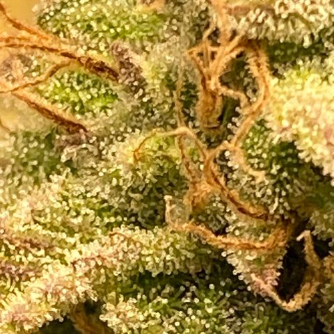 Blue Dream Auto growlog photo: Trichrome check. No amber yet.