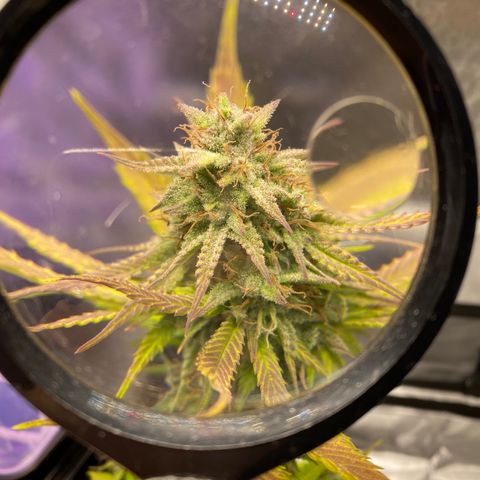 Blue Dream Auto growlog timeline photo