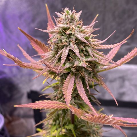 Blue Dream Auto growlog photo: Purple gang! 🤩