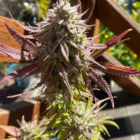 Blue Dream Auto growlog photo: Purple People Eater! Trichromes still clear ✨