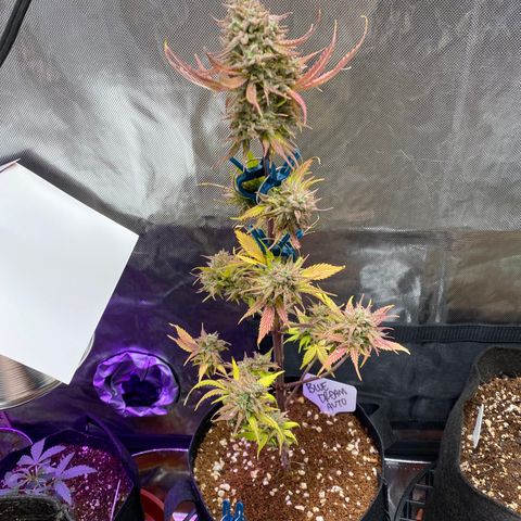 Blue Dream Auto growlog photo: Getting close to harvest time! ✨✌️