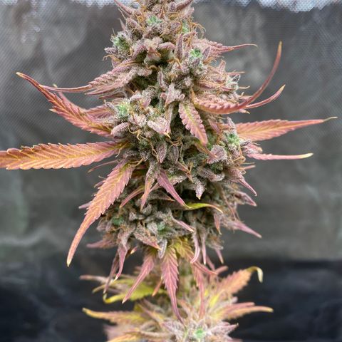 Blue Dream Auto growlog photo: Sweet Leaf! Week 7 of flowering. Flushing now.