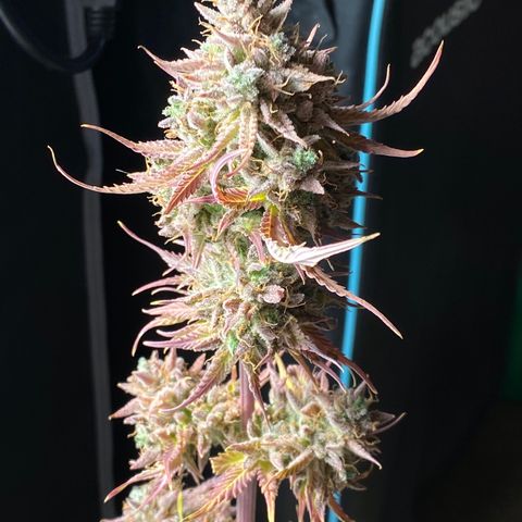 Blue Dream Auto growlog photo: So close! ✨