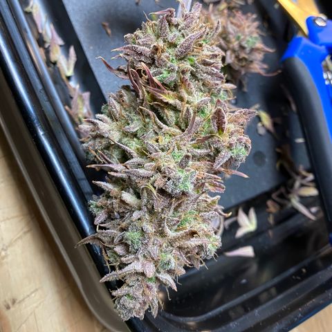 Blue Dream Auto growlog photo: Frosty!