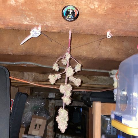 Blue Dream Auto growlog photo: My first plant, drying! ✌️✨