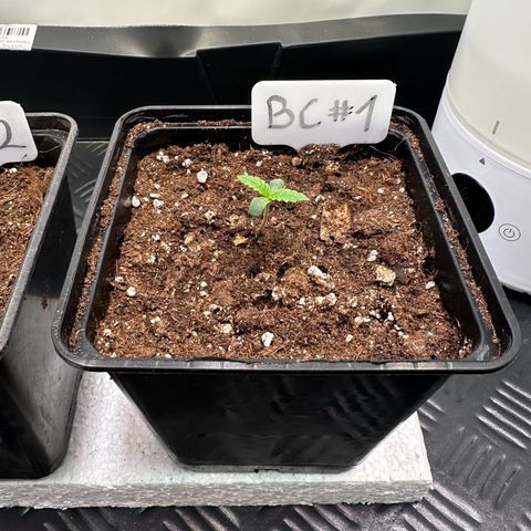 Blueberry Cupcake #1 growlog timeline photo