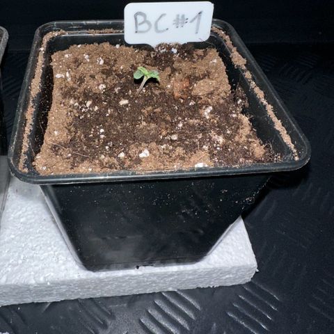 Blueberry Cupcake #1 growlog timeline photo