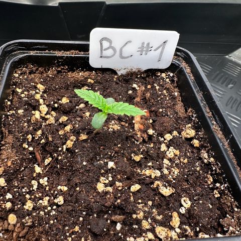 Blueberry Cupcake #1 growlog timeline photo