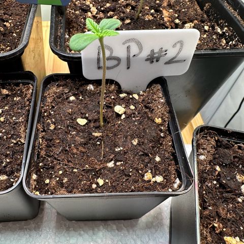 Blueberry Pancakes #2 growlog timeline photo
