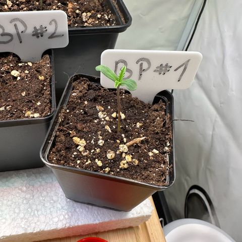 Blueberry Pancakes #1 growlog timeline photo