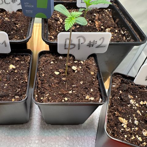 Blueberry Pancakes #2 growlog timeline photo
