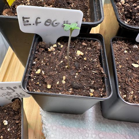 Emerald Fire O.G  growlog timeline photo