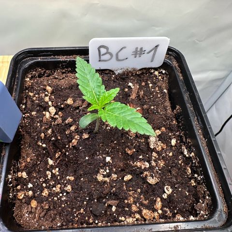 Blueberry Cupcake #1 growlog timeline photo