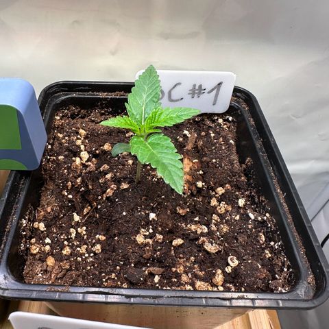 Blueberry Cupcake #1 growlog timeline photo