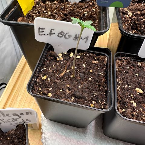 Emerald Fire O.G  growlog timeline photo