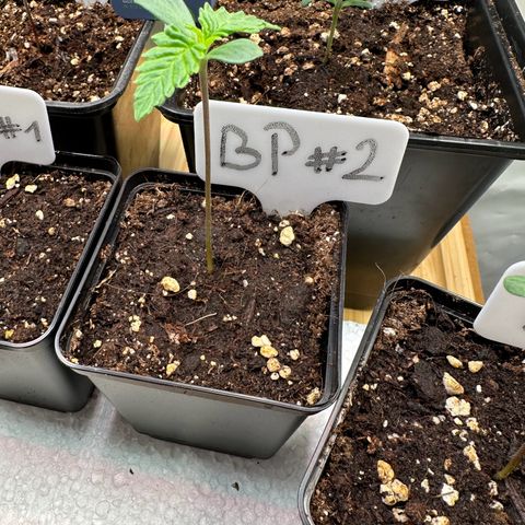 Blueberry Pancakes #2 growlog timeline photo