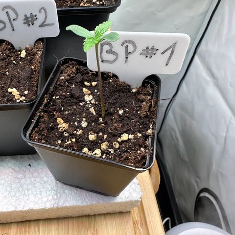 Blueberry Pancakes #1 growlog timeline photo