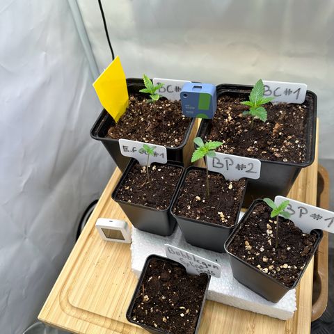 Blueberry Pancakes #1 growlog timeline photo