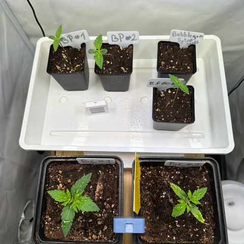 Blueberry Pancakes #1 growlog timeline photo