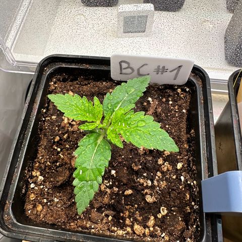 Blueberry Cupcake #1 growlog timeline photo