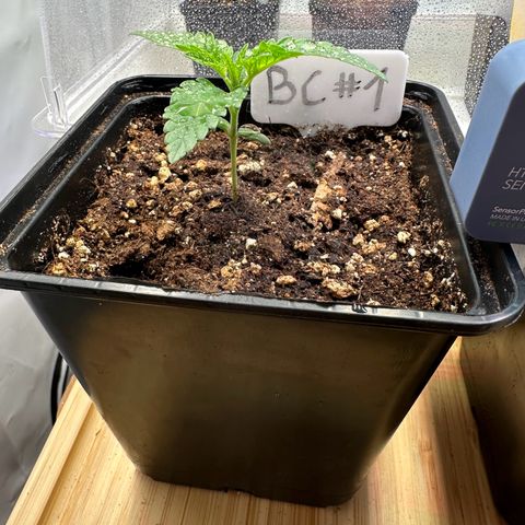 Blueberry Cupcake #1 growlog timeline photo