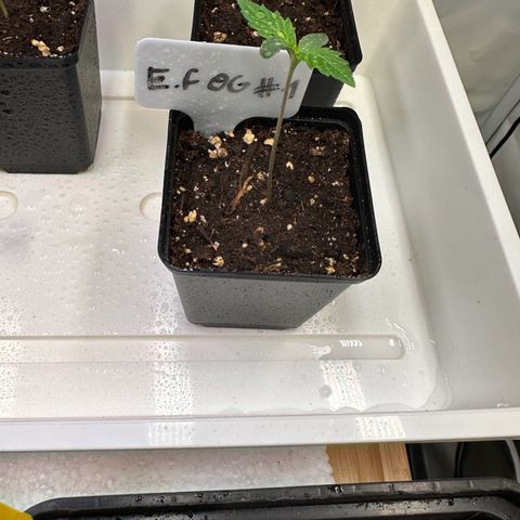 Emerald Fire O.G  growlog timeline photo
