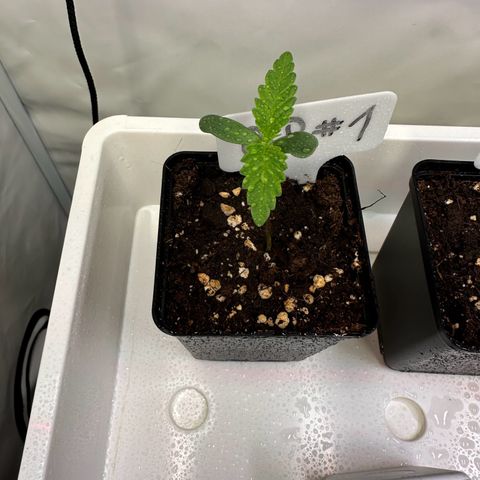Blueberry Pancakes #1 growlog timeline photo