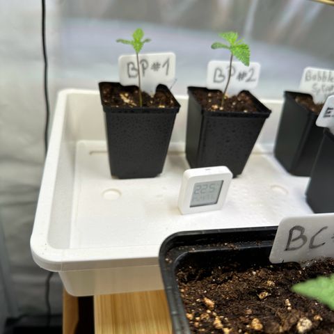 Blueberry Pancakes #1 growlog timeline photo